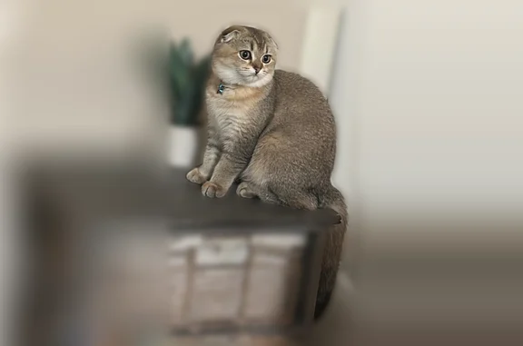 Missing cat Menifee, photo: Lost cat, Park City Avenue, 29741, Menifee - female with folded ears