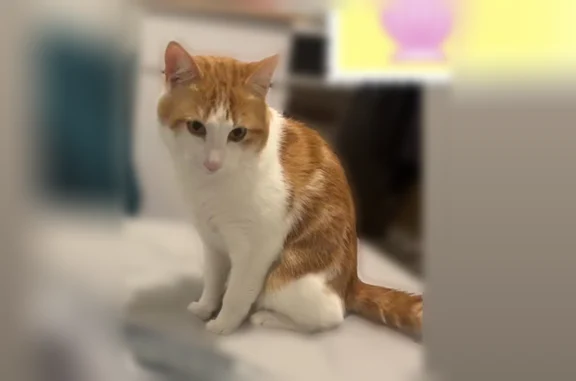 Chat perdu mâle, Rue de la Ranquette, 26, Nîmes - roux et blanc, queue légèrement cassée - photo