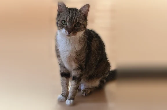 Chat perdu, femelle, Rue Lucien Sampaix, 25, Paris - tigrée blanche et marron - photo