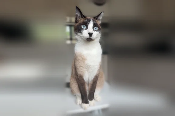 Chat perdu, Rue de Lapalisse, 20, Saint-Germain-des-Fossés - femelle identifiée et stérilisée - photo