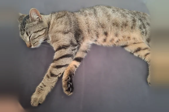 Chat trouvé Paris, photo: Chat trouvé mâle, Arc-et-Senans, Bourgogne-Franche-Comté, Paris - jeune, affectueux