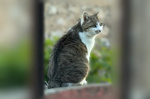 Chat perdu, Lyon, photo: Chat perdu femelle, La Grand Rue, 4, La Bastide-d'Engras, Lyon - marron et blanche