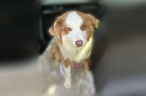 Found dog Conyers, photo: Found dog, Hi Roc Road Northeast, 1290, Conyers — female, young