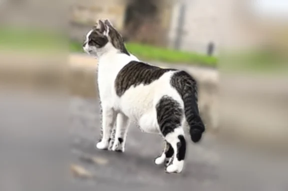 Chat perdu femelle, Rue de l'Église (le Bourg), 3, Champeix - blanche et grise tigrée - photo