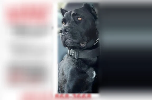 Lost dog, Station Road, 113, Georgina, Bliss - male, cropped ears, docked tail - photo