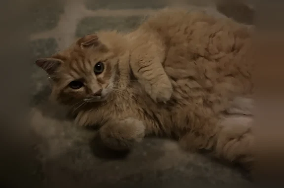 Chat trouvé Cauro, photo: Chat trouvé, T40, 114, Cauro - roux à poils longs
