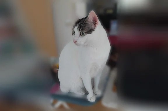Chat perdu, Avenue de la Forêt-Noire, 50, Strasbourg - femelle - photo
