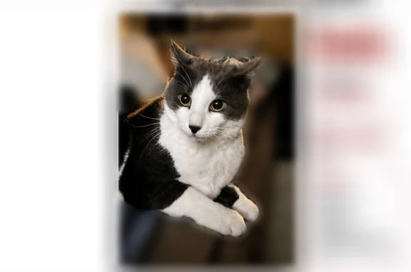 Chat perdu mâle, Route de Volvic, 14, Châtel-Guyon — tache sous le menton - photo