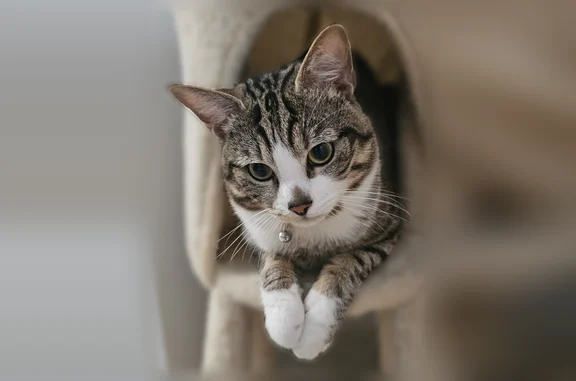 Chat perdu, Paris, photo: Chat perdu mâle, Rue de Béarn, Tremblay-en-France, Paris - européen blanc et tigré
