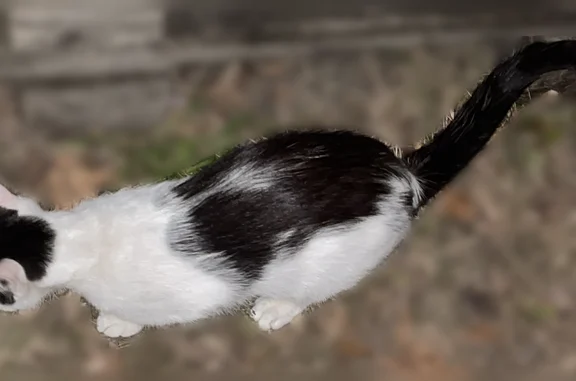 Chat trouvé Créon, photo: Chat trouvé mâle, Rue Yves Montand, 1, Créon - tache sur le nez