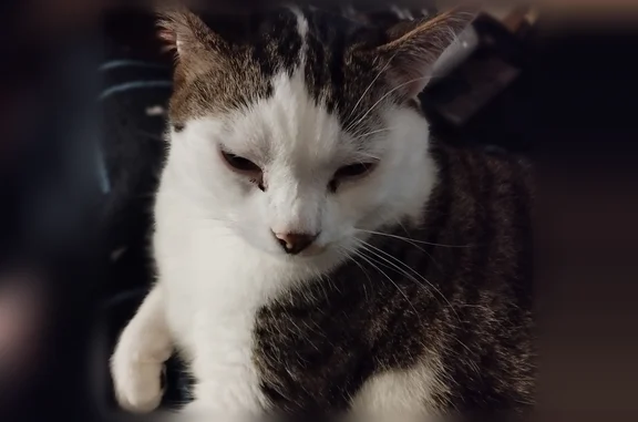 Chat perdu mâle, Rue de L Hôtel de ville, 585, Bulgnéville - blanc et tigré - photo