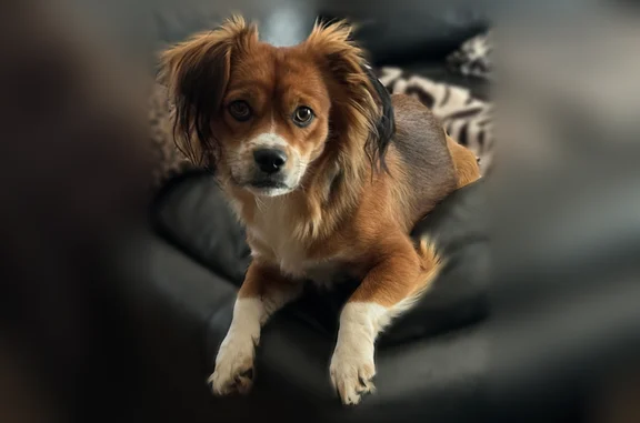 Lost dog, East 980 Road, 339952, Chandler - small brown and white cocker spaniel/corgi mix - photo