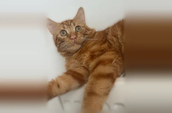 Animaux perdus et trouvés Saint-Denis, photo: Perdu chat mâle, Rue de la Solidarité, Stains, Saint-Denis - roux, craintif