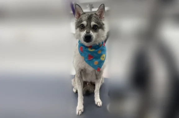 Lost and found pets Hampton, photo: Found dog, North King Street, 236, Hampton — male pomsky, neutered