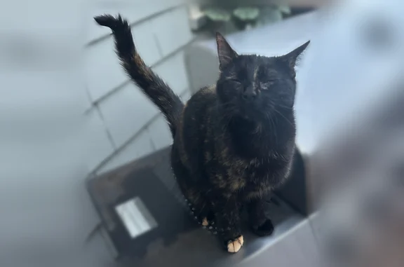 Lost cat, Heritage Drive, 31, Lancaster - female - photo