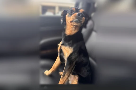 Lost and found pets Los Angeles, photo: Lost dog, West Maurie Avenue, 4522, Santa Ana, Los Angeles - male, stubby tail
