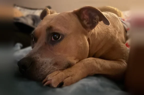 Lost dog, Woodline Drive, 14402, Houston - female, Luna - photo