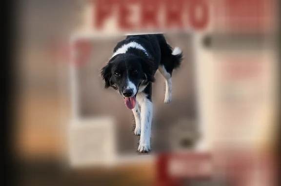 Lost and found pets Phoenix, photo: Lost dog, Phoenix, Arizona