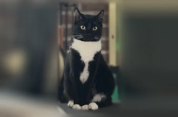 Lost and found pets Westlake, photo: Lost cat, Sassafras Lane, 30973, Westlake - female, shy and easily frightened