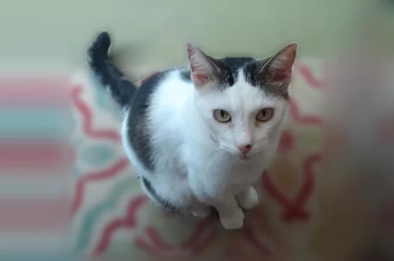 Lost cat, Bellanca Street, Columbus - male, white with black and brown, green-yellow eyes - photo