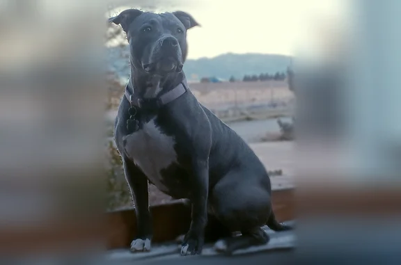 Lost dog, Tonelea Trail, Cordes Lakes - female, very large skin tag on left butt cheek - photo