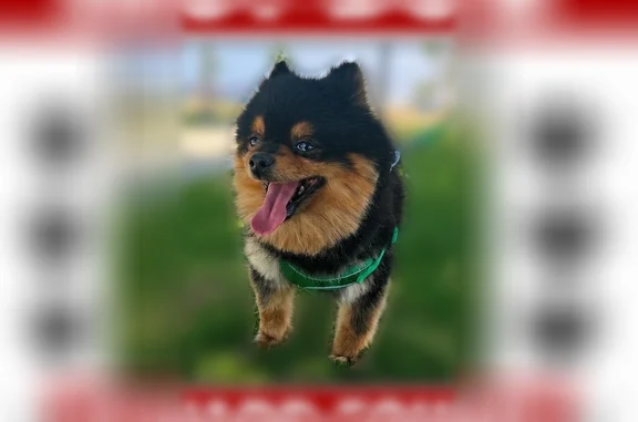 Lost dog, Monterey Street, California, Bakersfield - male, small black and brown Pomeranian - photo