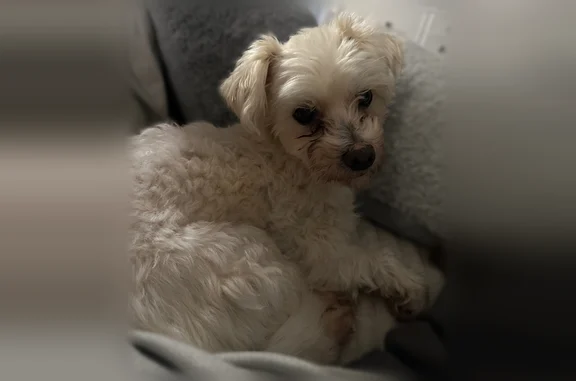 Lost pets Pensacola, photo: Lost dog, Sydney Crest Lane Northwest, Georgia, Pensacola - female, beige, friendly