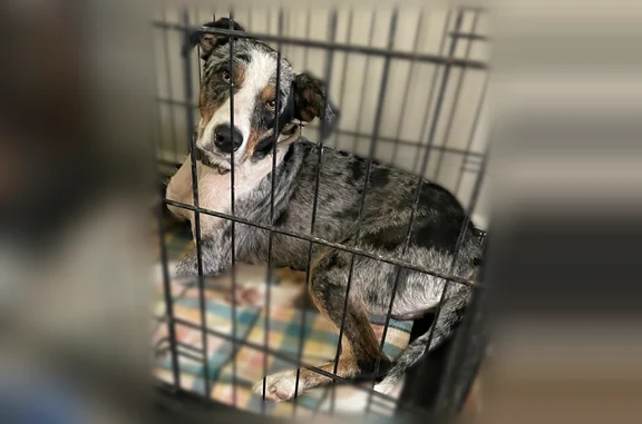 Lost and found pets Central, photo: Found dog, Alford Drive, 16549, Central — male, Australian shepherd, recently sheared, has a limp
