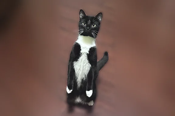 Lost cat, Sassafras Lane, 30918, Westlake - shy female, spayed, 1 year old - photo