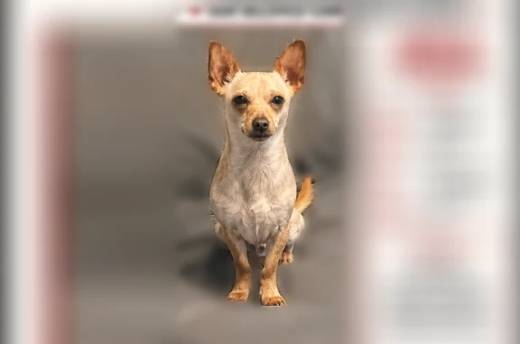 Lost and found pets Garden Grove, photo: Lost dog, Tobie Street, 11401, Garden Grove, Garden Grove - male chihuahua, short, long, and skinny