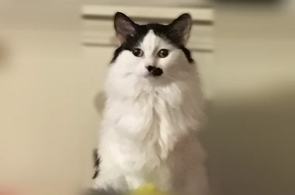 Lost cat, East Robinson Street, North Tonawanda — female, tiny, with a half mustache and a shaved short coat with a lion tail - photo