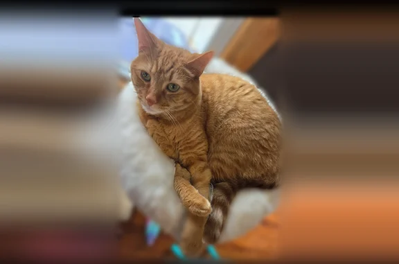 Lost cat, Cedarpark Lane Northwest, Knoxville - orange tabby, green eyes - photo
