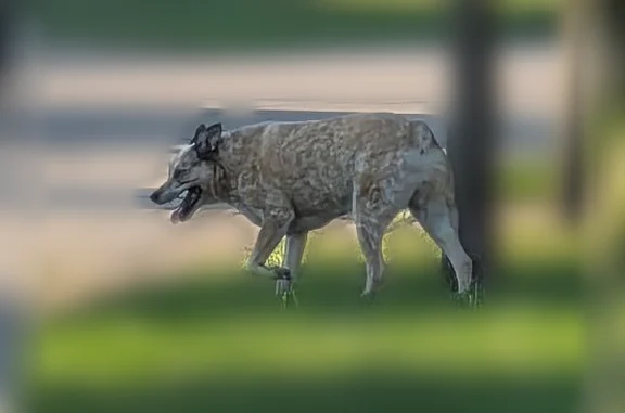 Lost and found pets Oconomowoc, photo: Found dog, East Wilson Street, 618, Oconomowoc - red heeler mix walking around yards