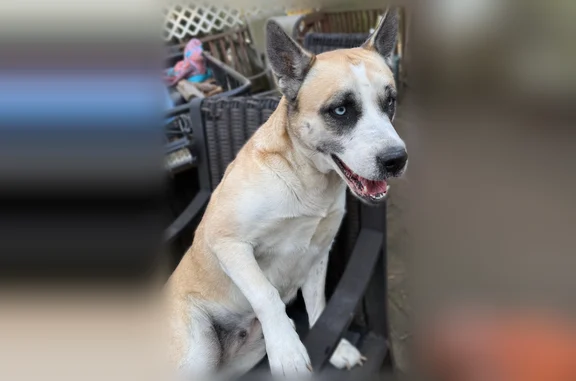 Lost dog, Deer Drive, 6, Sound Beach - female, blue eyes - photo