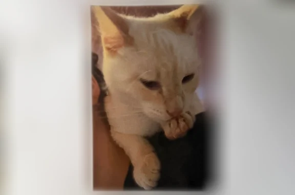 Missing cat Fillmore, photo: Lost cat, South 100 East Street, 128, Fillmore - white coat, blue eyes
