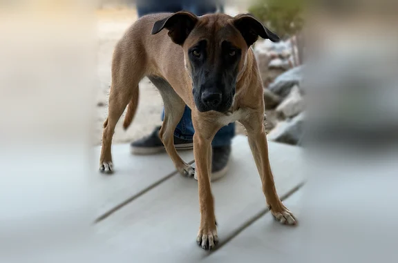 Lost dog, Meldora Avenue, Twentynine Palms - female - photo