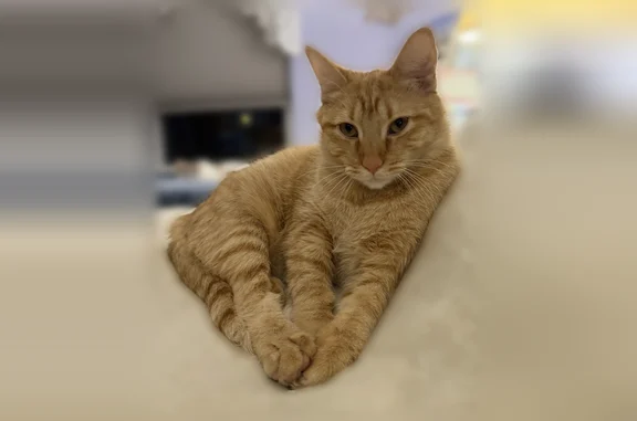 Lost and found pets Plainfield, photo: Lost cat, Pheasant Landing Drive, 1516, Plainfield - male, orange tabby with white chin