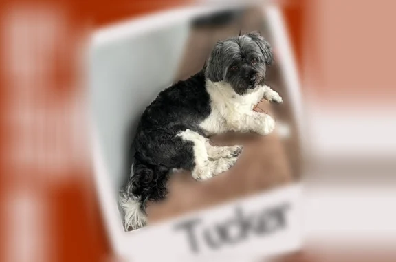 Lost dog, Loblolly Circle, 6627, Waxhaw, Marvin - male, small black and white shih tzu mix - photo