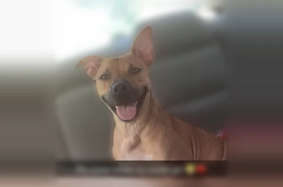 Lost dog, Mobley Circle, 208, Monroe, Arlington - female, short brown and white, big ears - photo