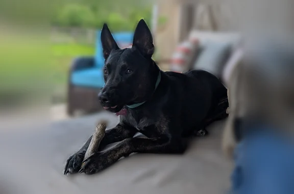 Lost and found pets Key West, photo: Lost dog, female, Barrel Turn, 245, Ormond Beach, Key West