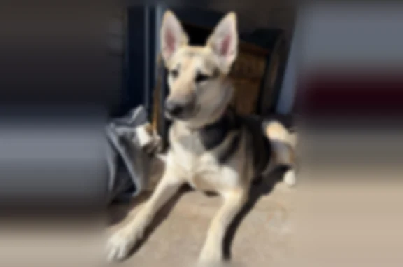 Lost and found pets Abilene, photo: Lost dog female, Poplar Street, 816, Abilene — 81 lbs, blue/pink ombre collar