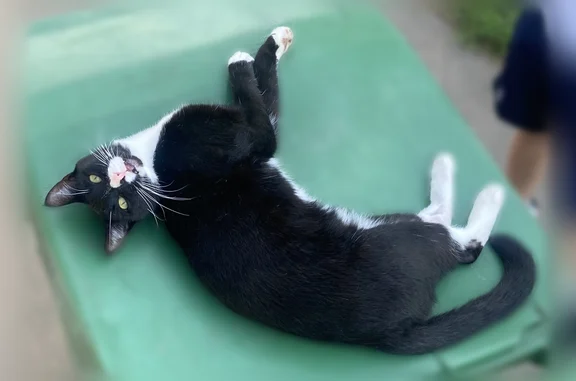 Lost cat, South Battin Street, 1568, Wichita - male, mostly black with a white stomach and chest, purple and white cheetah-print collar - photo
