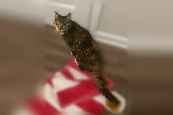 Lost cat, Lyndhurst Drive, Bethlehem - female tortie calico with tuxedo collar - photo