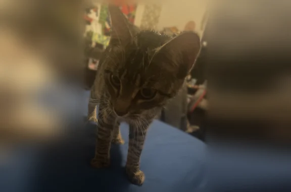Lost and found pets Grand Prairie, photo: Found cat, Paris Drive, 1600, Grand Prairie - very friendly, wearing a collar