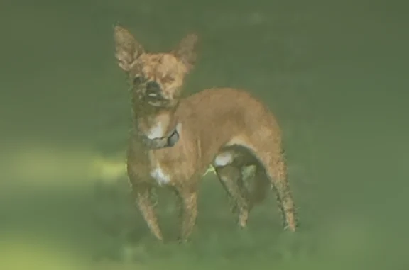 Lost and found pets North Richland Hills, photo: Found dog, North Richland Hills - brown small dog at Fossil Creek Park NEH