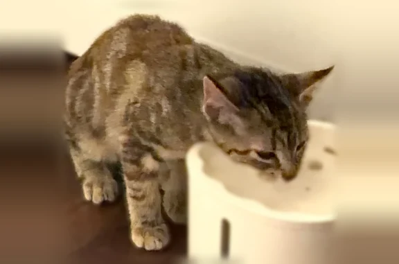 Found cat, Wisconsin Dells, Wi...