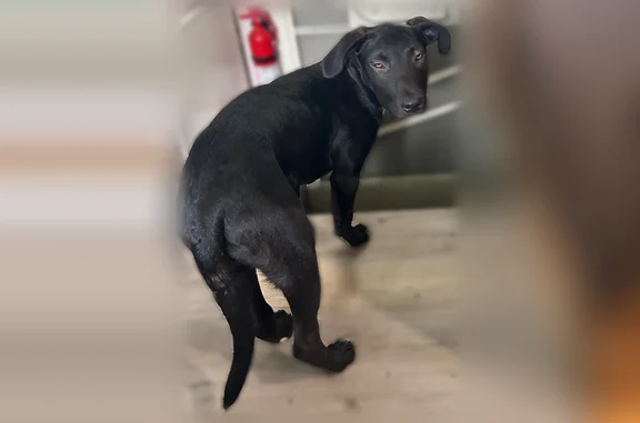 Lost dog, Arkansas 59, 11211, Summers - black pup with white chest and paws - photo