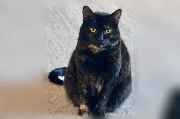 Lost cat, Ocean Shore Boulevard, 1900, Ormond Beach - black tabby with white patches - photo
