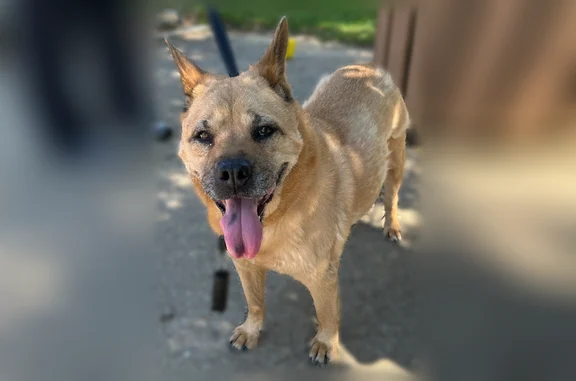 Lost and found pets Lake Station, photo: Found dog, Burr Ridge, Illinois, Lake Station - female, no collar