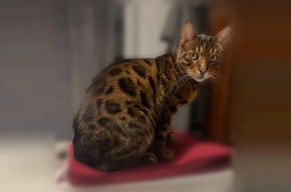 Chat perdu mâle, Rue des Glycines, Lille, Paris - marron à taches noires, yeux verts - photo